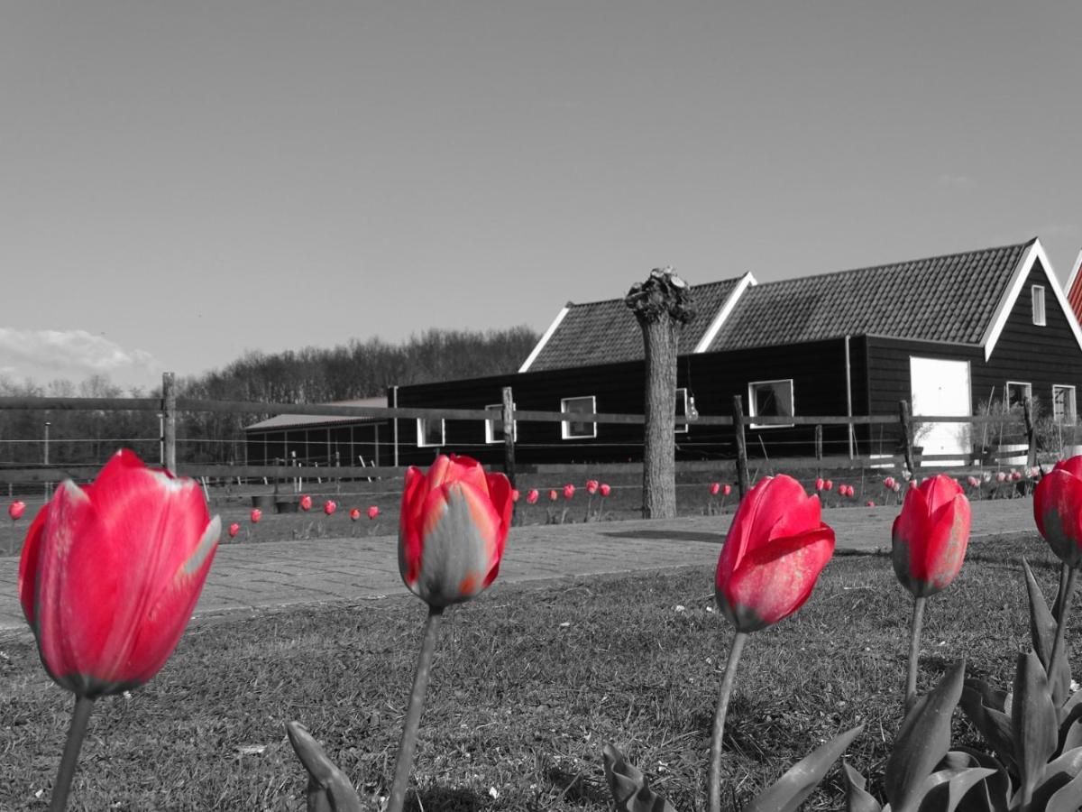 De Tulp Acomodação com café da manhã Noordgouwe Exterior foto